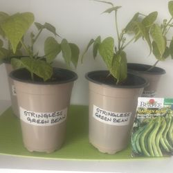 Stringless Green Bean Plants for Sale