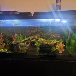 55-60 GAL.Long Fishtank With Including All Attachments 