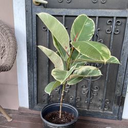 Ficus Elastica Tineke