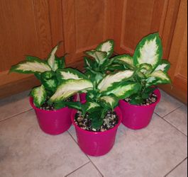 House plants $12 each pot. Check last pick please. Porch pick up only.
