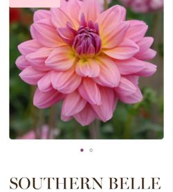Dahlia Plants Decorative Southern Bell $5