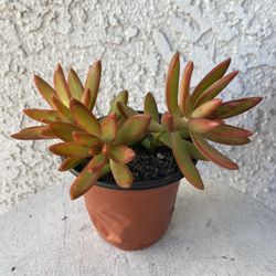 4 Inch Pot Succulent Plant - Sedum Adolphii - Firestorm - Rooted & Established - Drought Resistant - 🪴