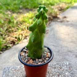 Boobie Cactus (Katy 77449)