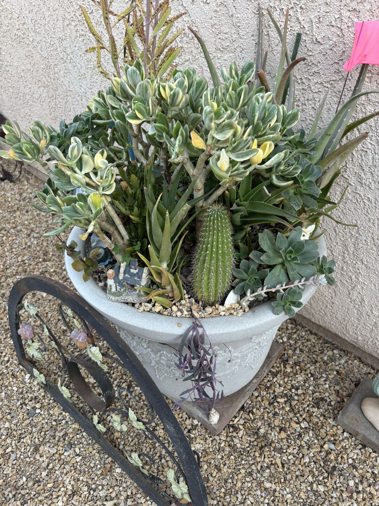 Succulents And Cactus