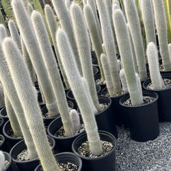 Silver Torch Cactus In 5 Gallon Pots $25 Each 