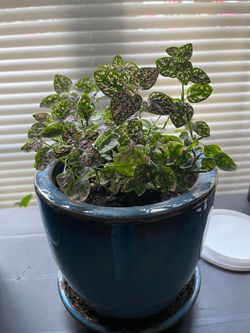 Pink Polka Dot Plants