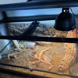 120 Gallon Bioactive Enclosure 