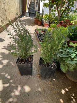 Rosemary $10