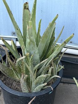 Aloe Vera Plants