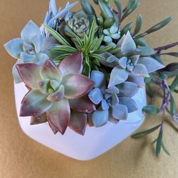 Succulent Collection. Sammamish, Beaver Lake 