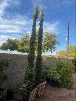 Pinos italian Cypress