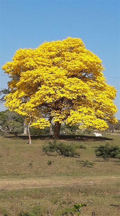 Yellow Tababuia Trees