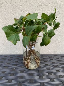 Black Currant Cuttings with Roots / Price for each cutting