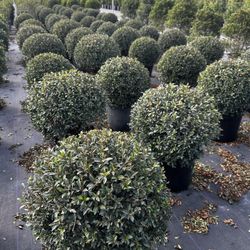 Eugenia Ball Topiary Shape 7gallons