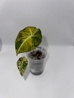 Black velvet gold alocasia