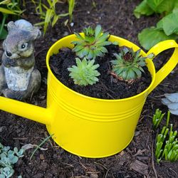 Cute Bright Yellow Metal Water Can Planter With Succulents 