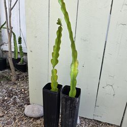 Dragon Fruit "American Beauty"