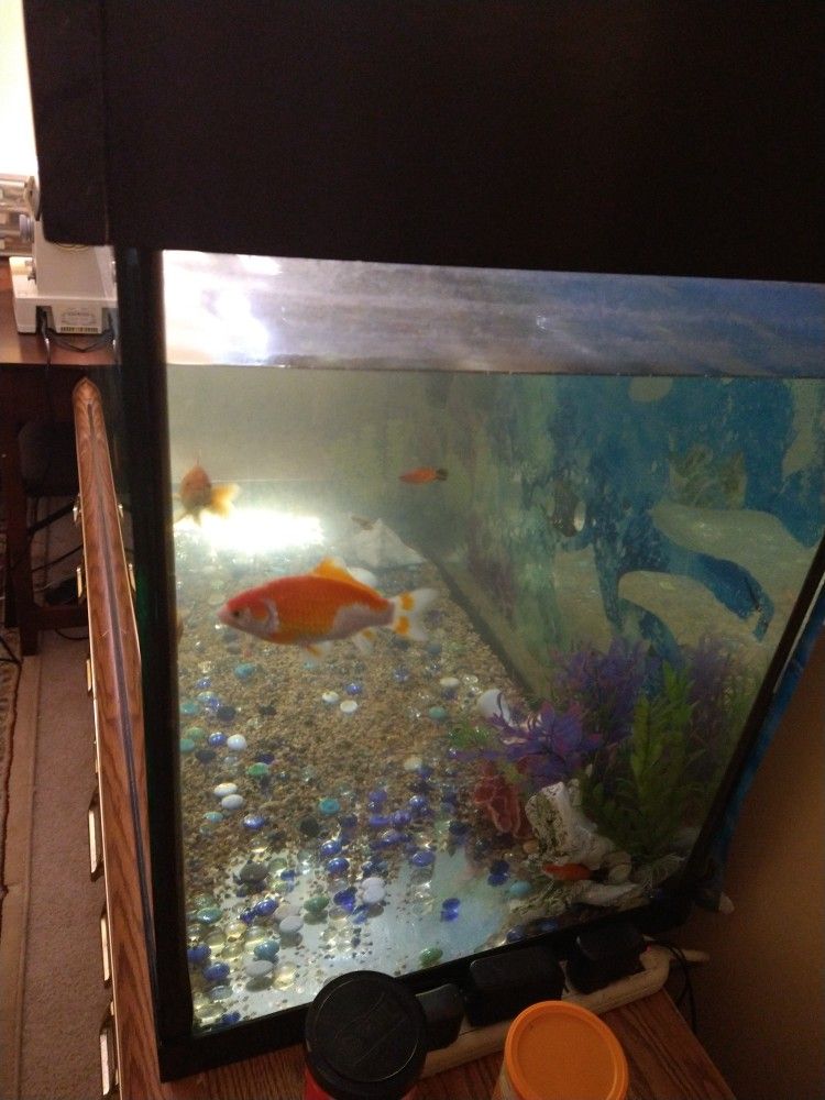 Fish Tank 95 Gallon