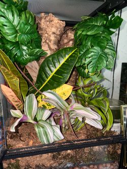 Gecko enclosures custom