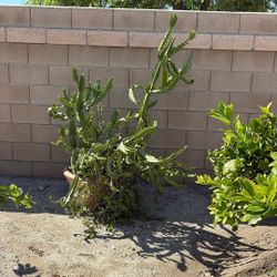 Euphoria Adollar Plant In One