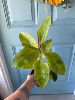 Rubber Tree Ficus Shivereana Moonshine