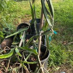 Dragon Fruit Plant Red