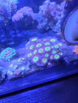 Fake coral decorations