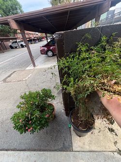 Plants