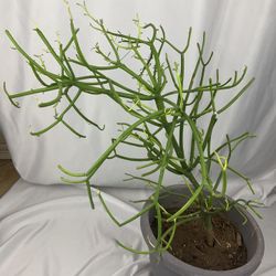 Firestick Succulent With Tools 