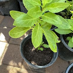 Plants to Lower Diabetes Levels in a Gallon Pot $10 Each