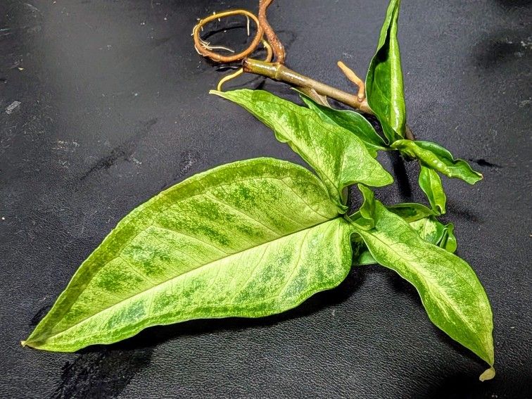 PENDING: RISKY: Syngonium Angustatum Albo Variegated Plant - LIKELY REVERTED