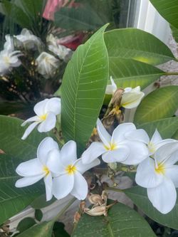 Plumeria Blanca