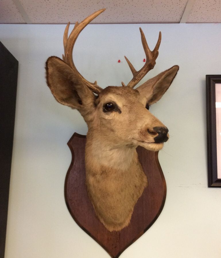 Beautiful 10 point Whitetail Deer Taxidermy Shoulder Mount ready to hang!!!