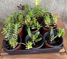 Various Fully Rooted Succulents