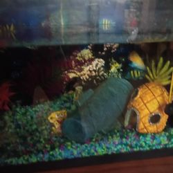 Fish Tank