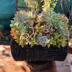 Succulents Arrangements En Tronko 