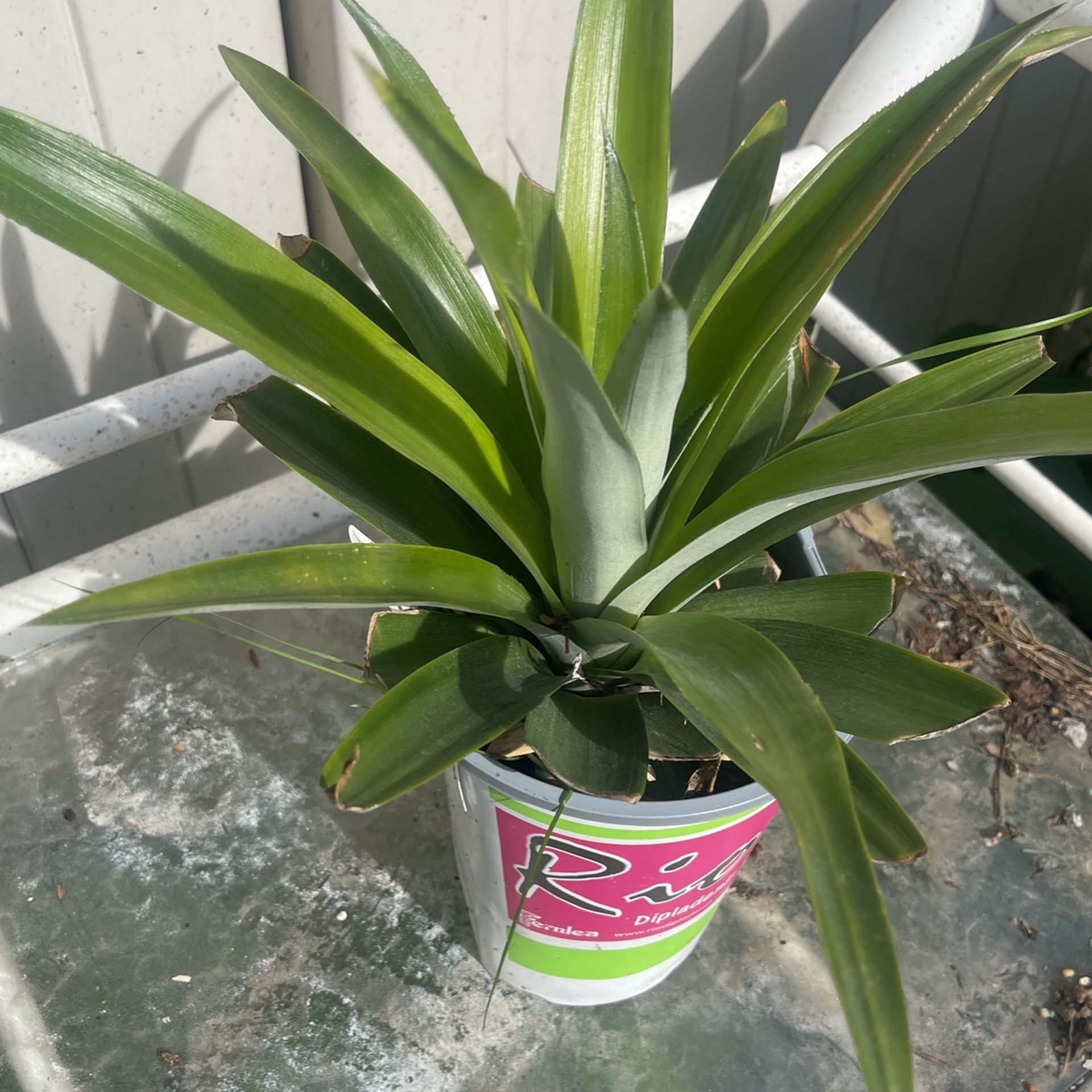 Planta De Piña
