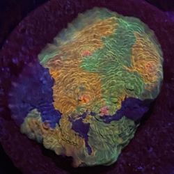 Crayola Chalice Coral