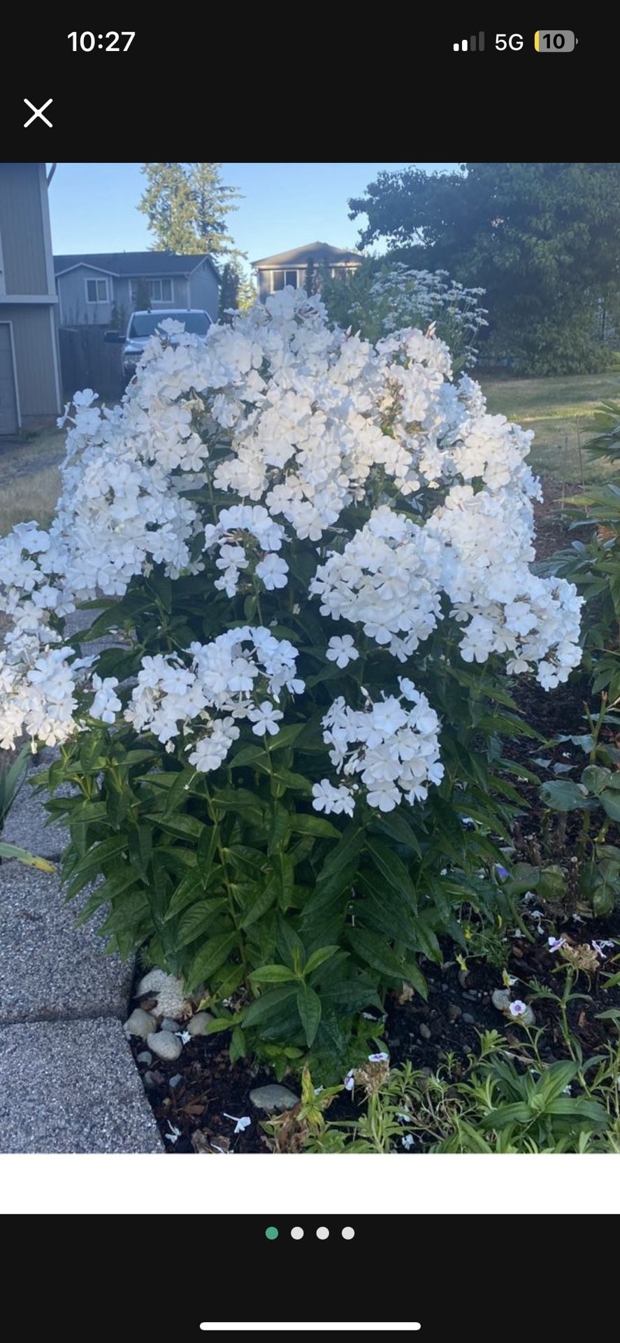White Phlox Plant Flower In Pot Beautiful Will Bloom This Year