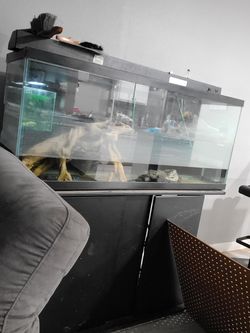 55 gallon tank an stand