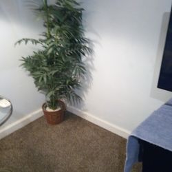 Palm Tree  5ft