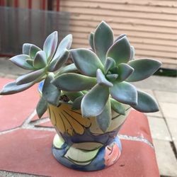 Succulents