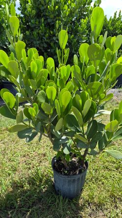 Huge clusias about 4 feet tall instant privacy!!!  Hedge for fence  sizes available