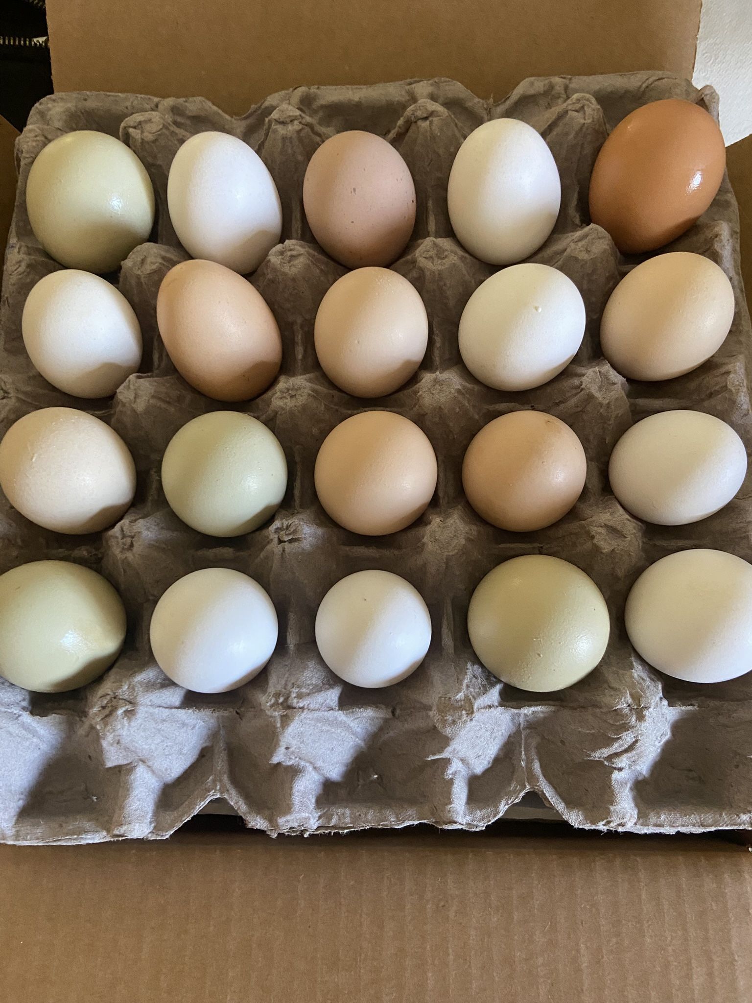 Fresh Farm Eggs