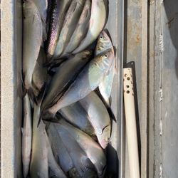 Catfish Bait For Sale - Skipjack And Shad for Sale in Athens, AL - OfferUp