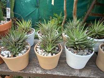 Cactus zebras$10 each