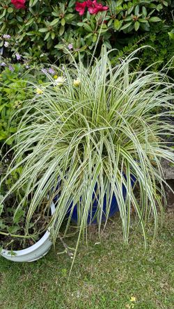 Sedge