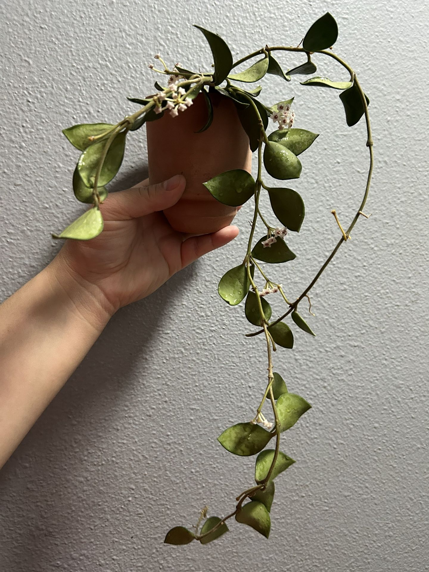 Hoya nummularioides With Peduncles