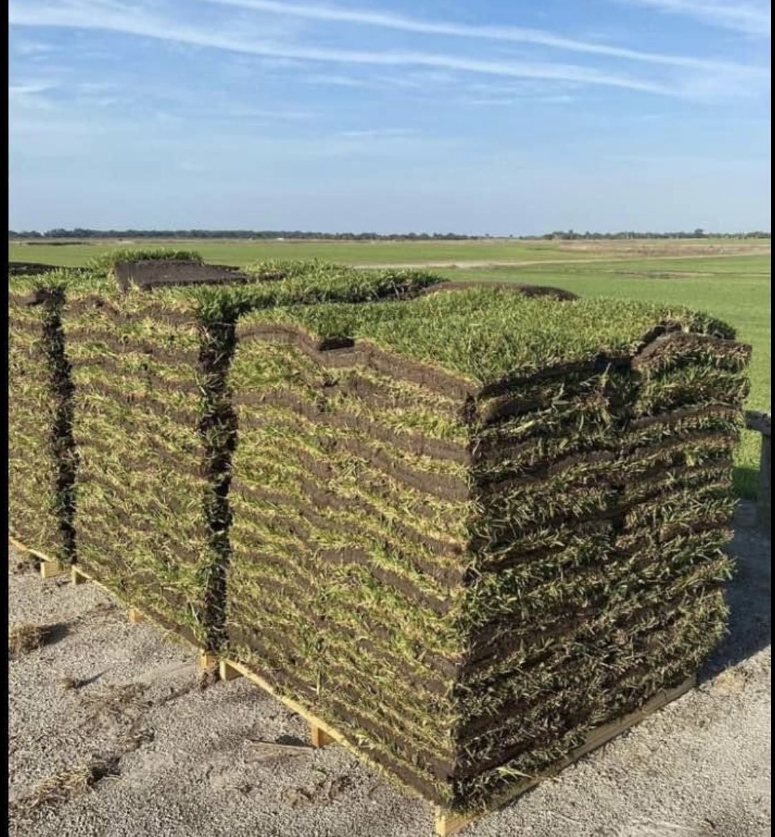 Cut to Order St. Augustine Sod