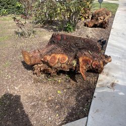 Free Trunks